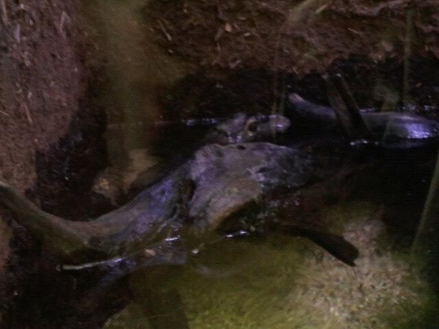 Spectacled caiman