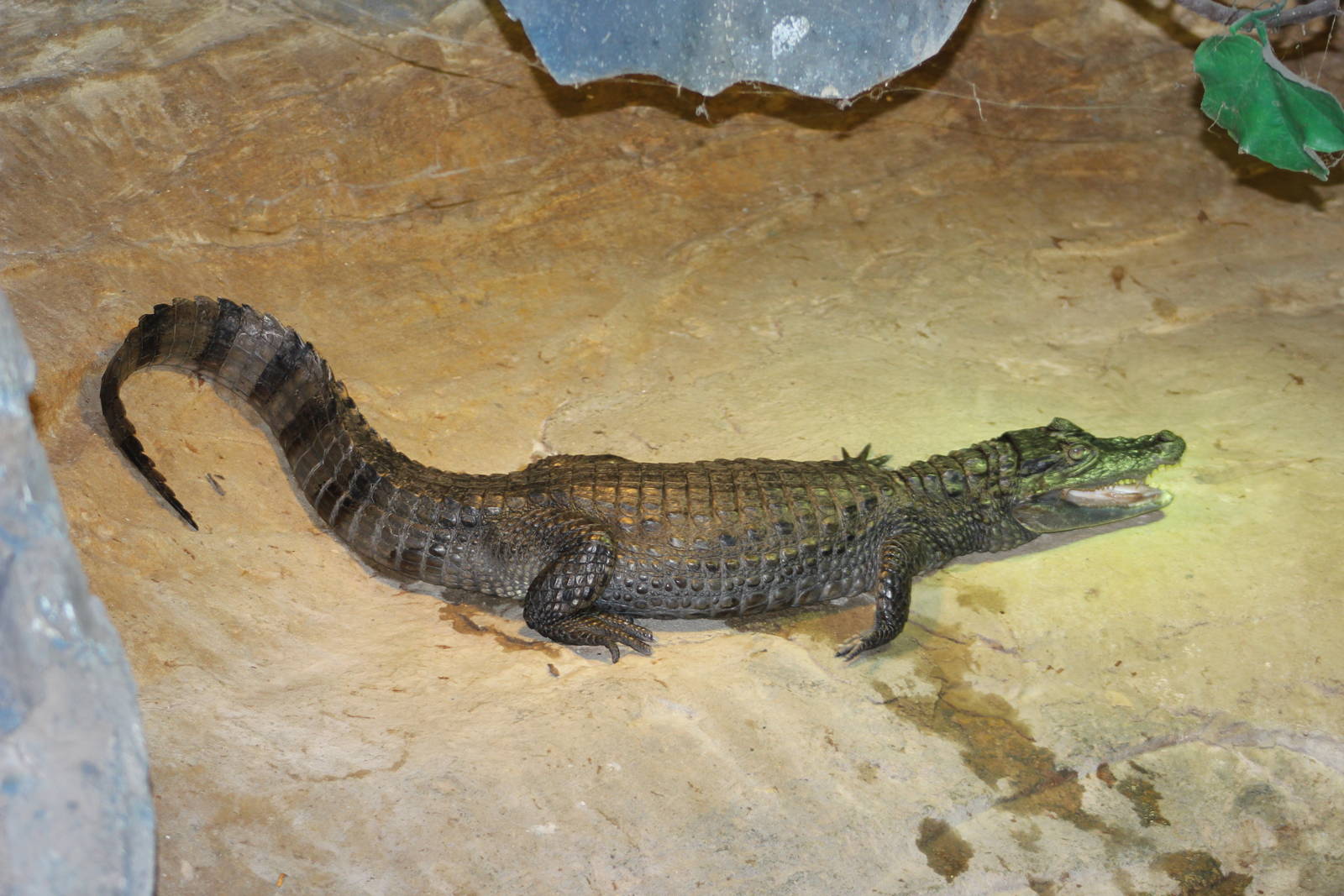 Spectacled caiman