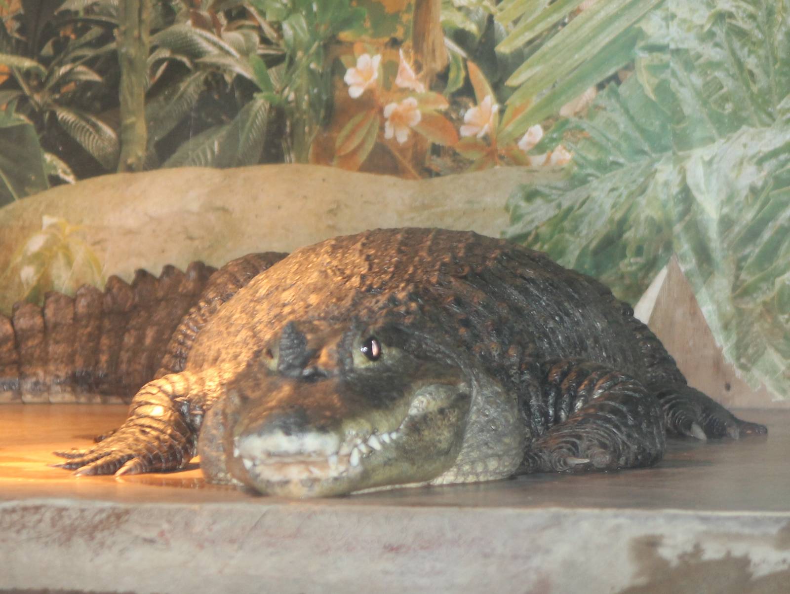 Spectacled caiman