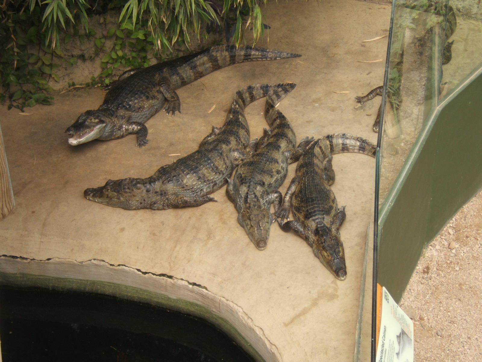 Spectacled Caiman