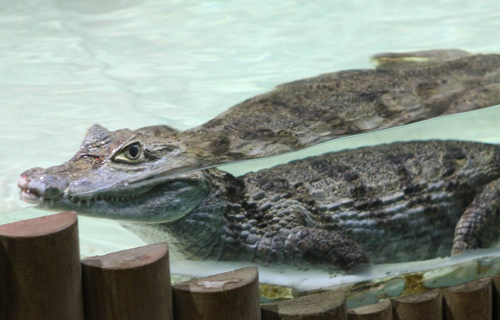 Spectacled caiman