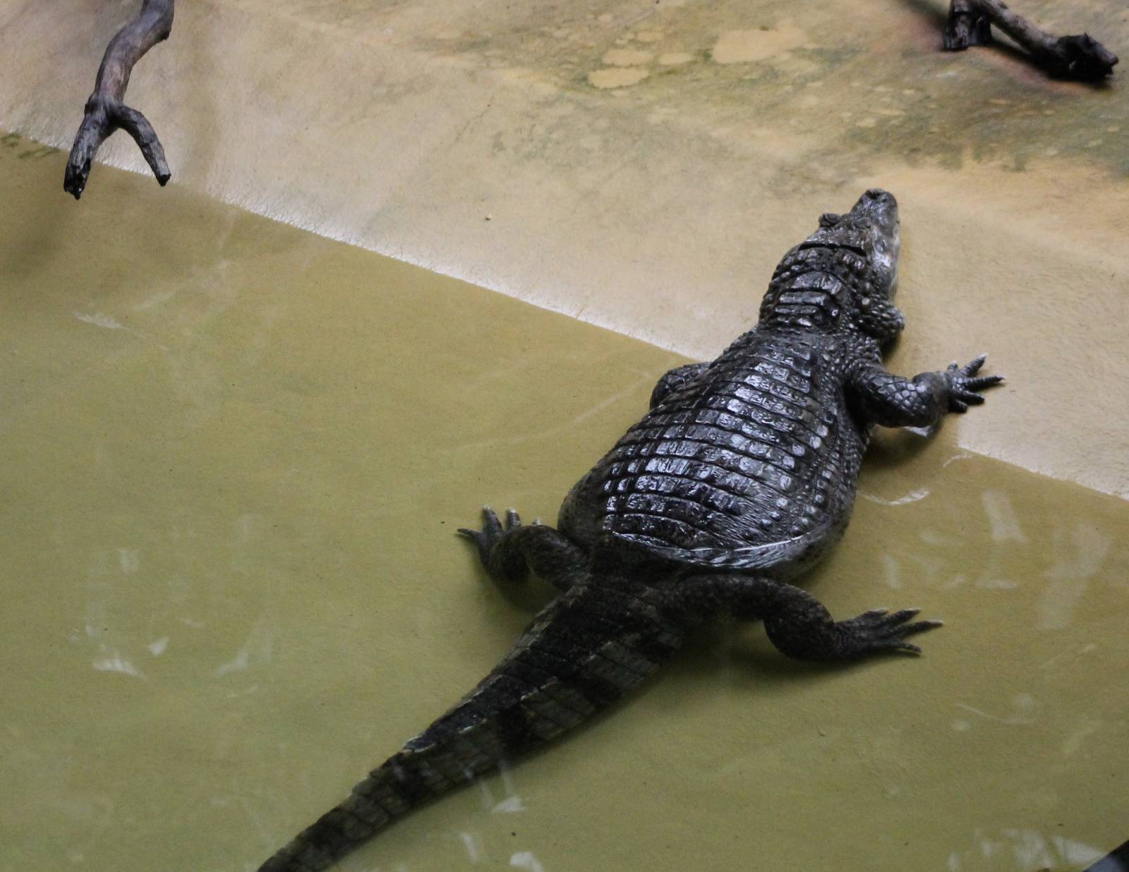 Spectacled caiman