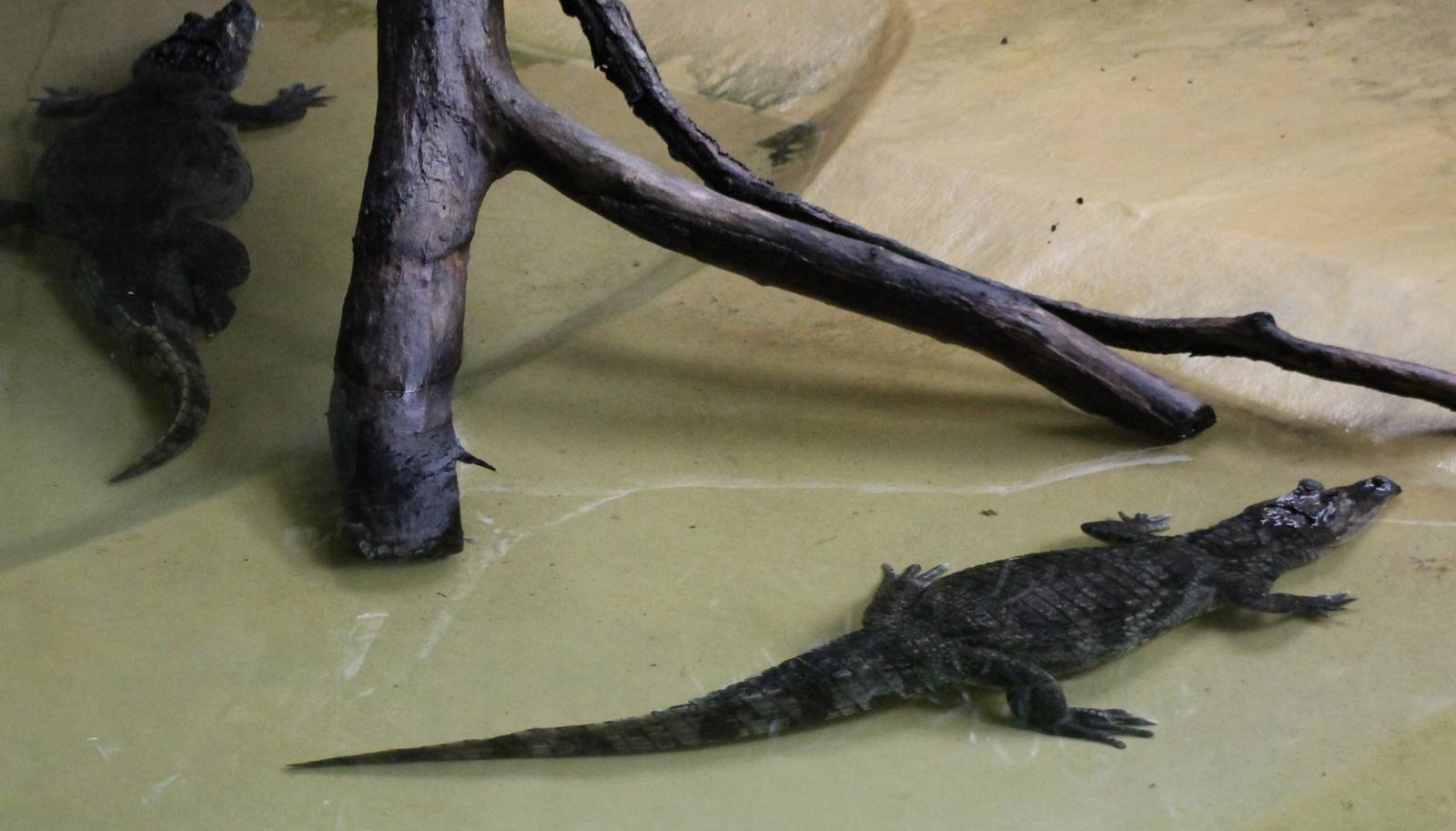 Spectacled caiman