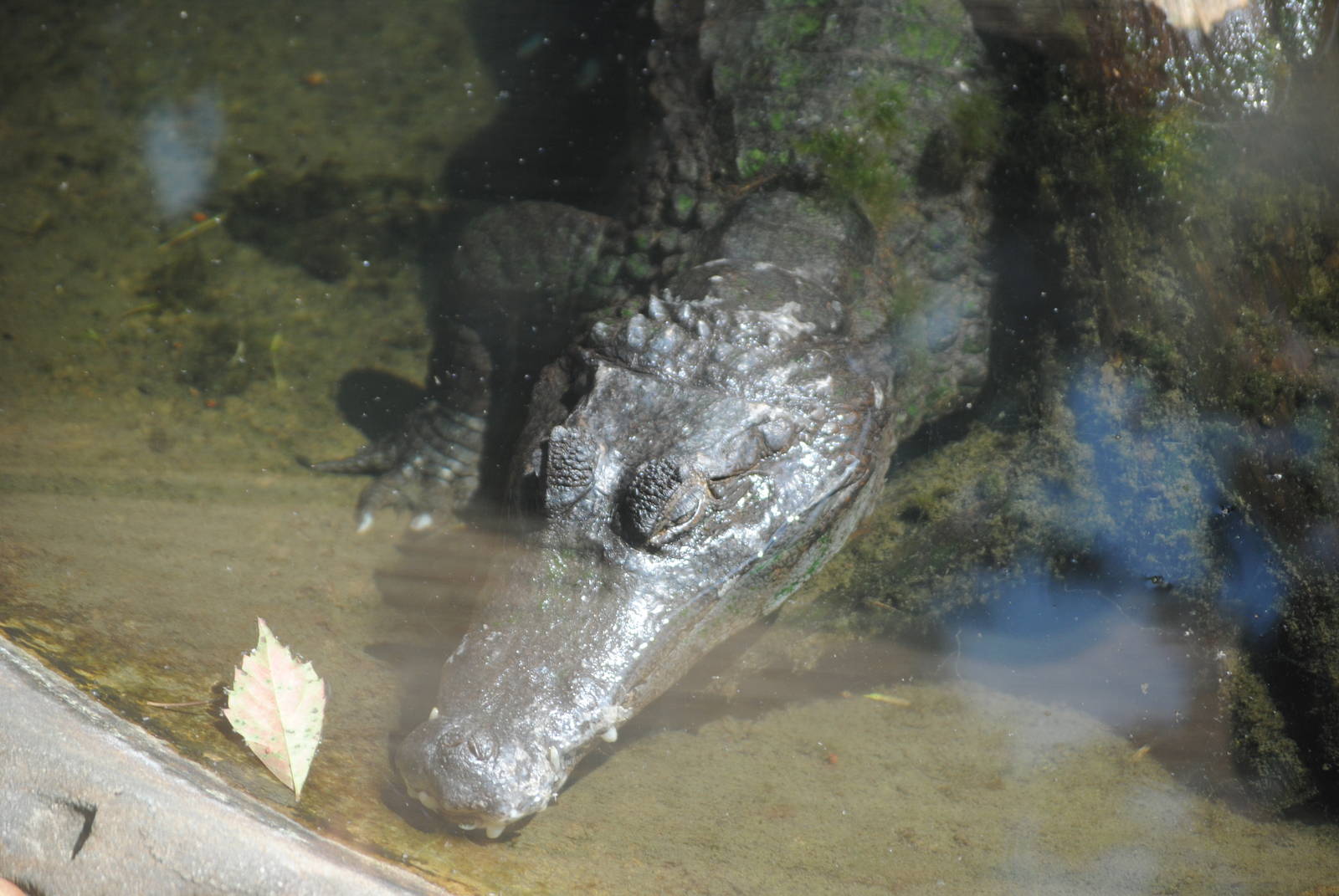 Spectacled Caiman
