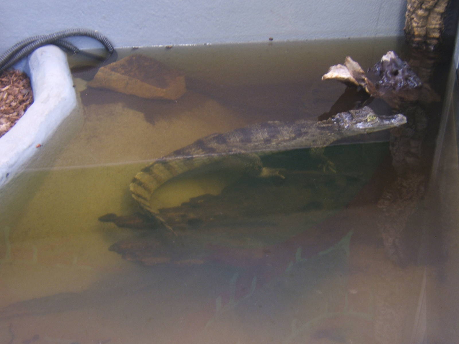 Spectacled Caiman
