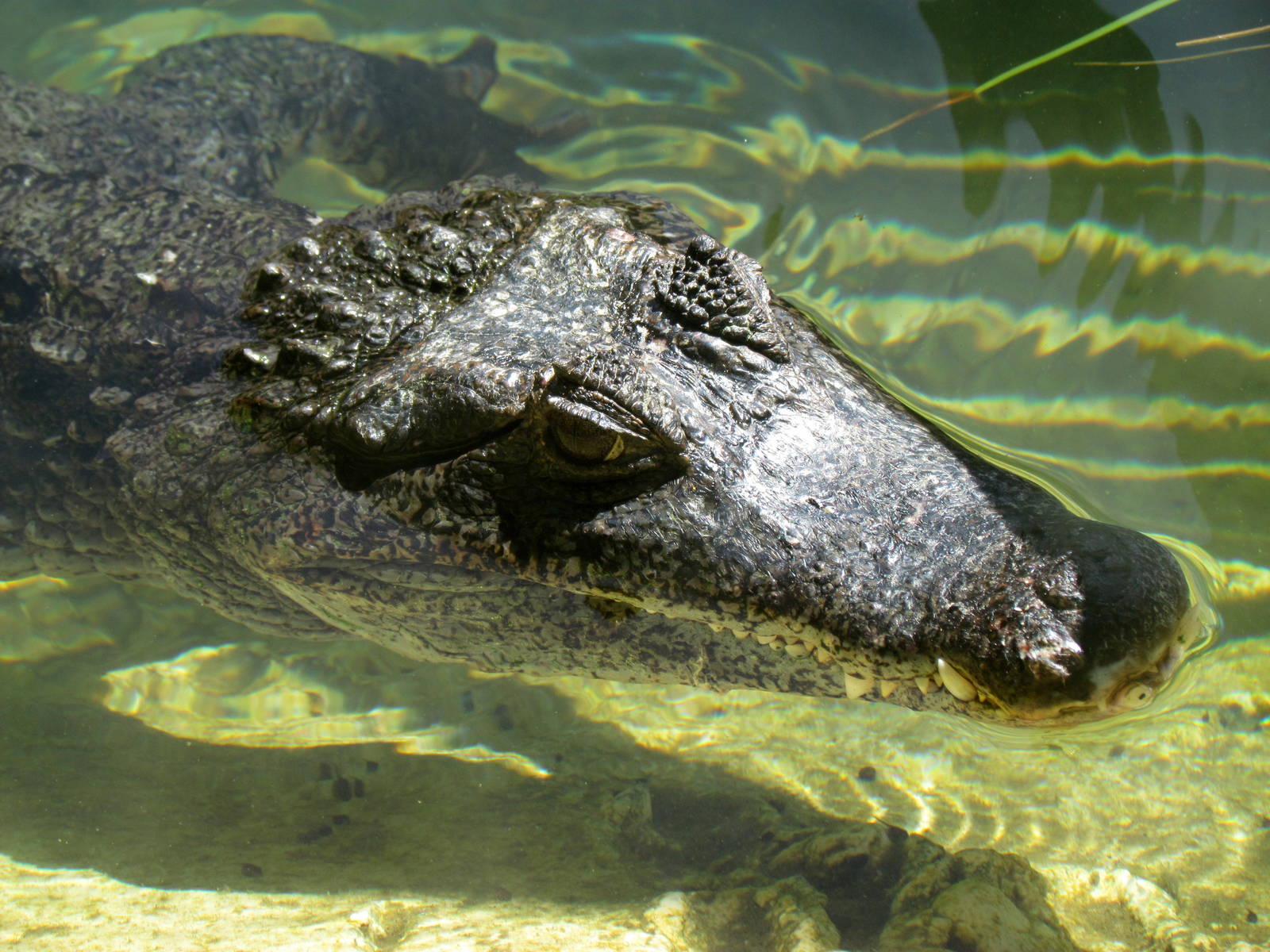 Spectacled Caiman