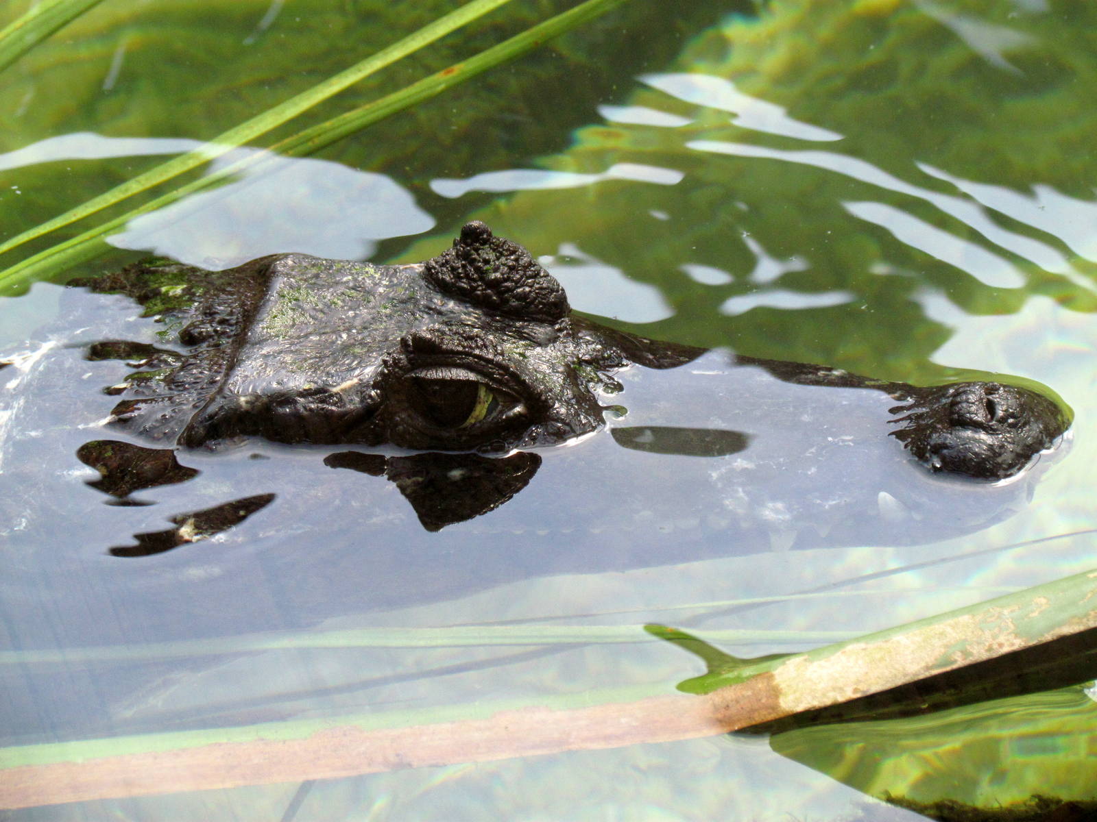 Spectacled Caiman