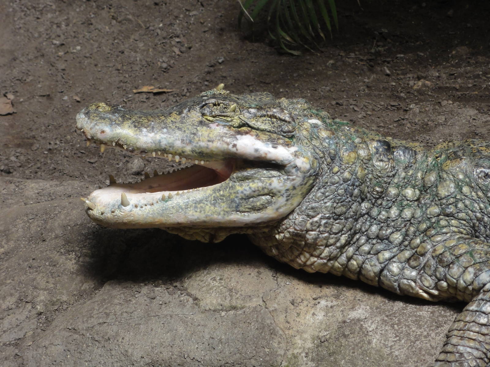 Spectacled caiman