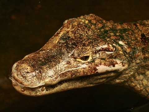 Spectacled Caiman