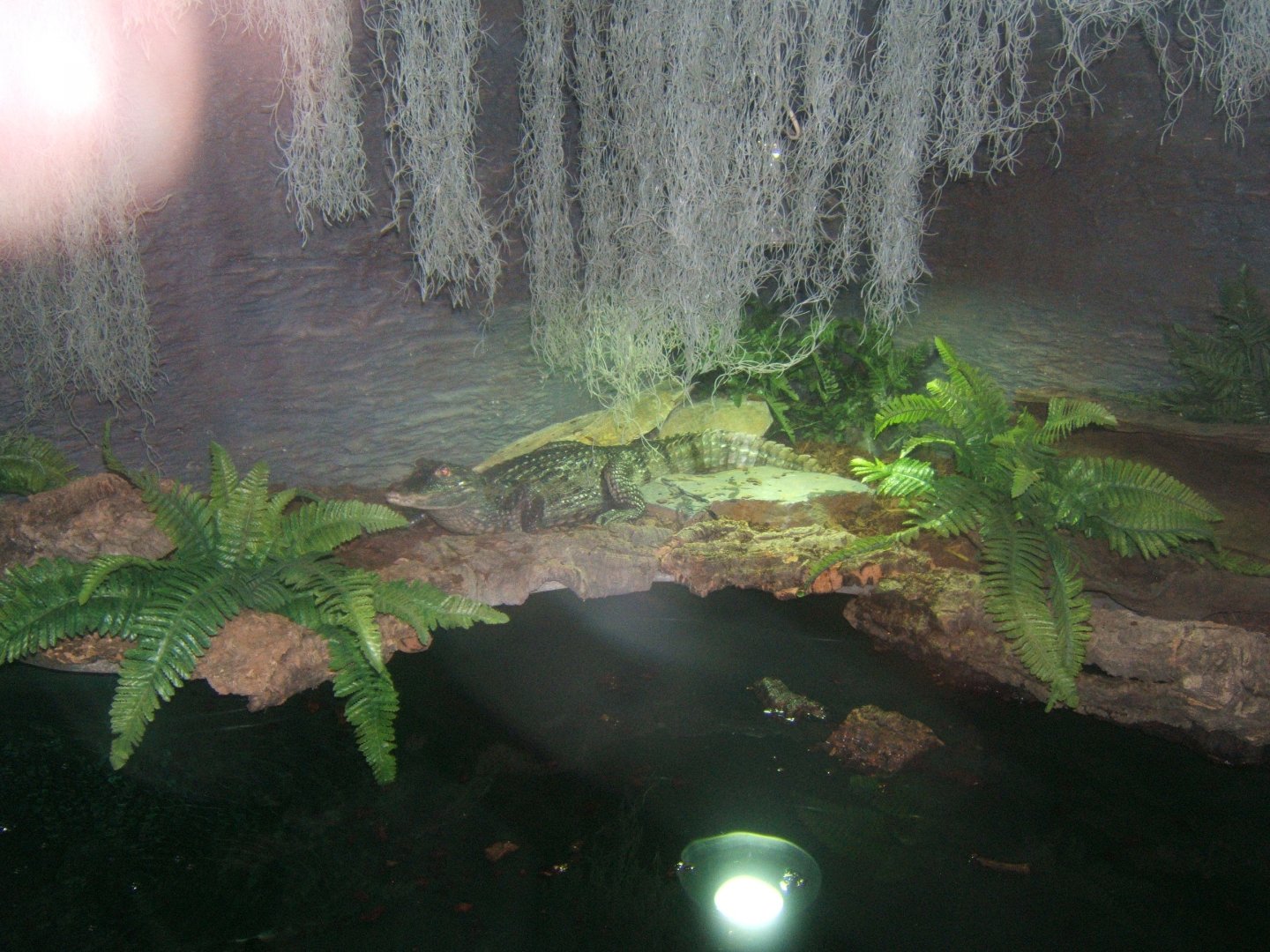 Spectacled Caiman