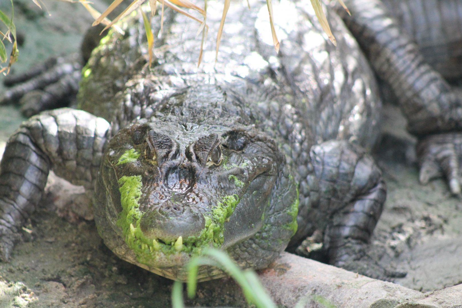 Spectacled caiman