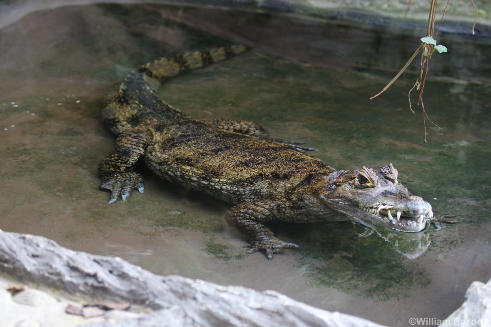 Spectacled Caiman