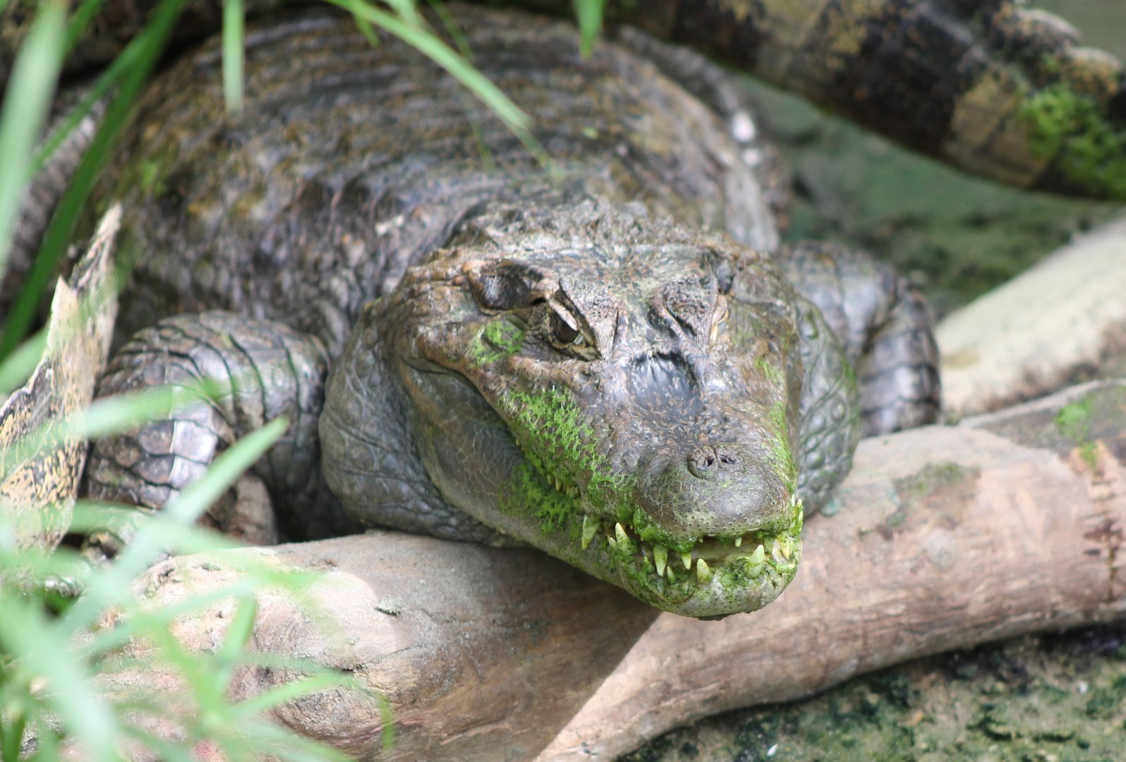 Spectacled caiman