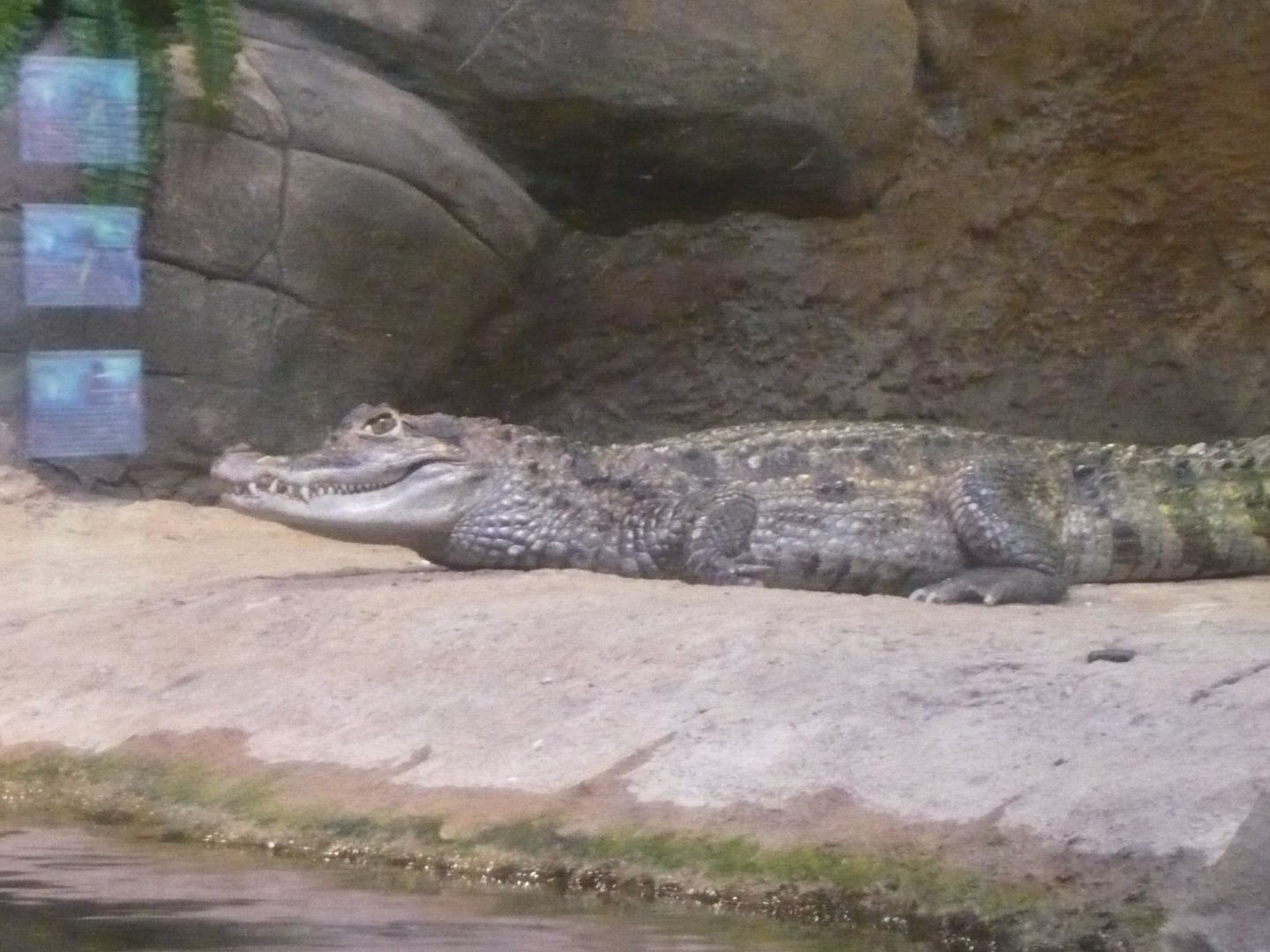 Spectacled caiman