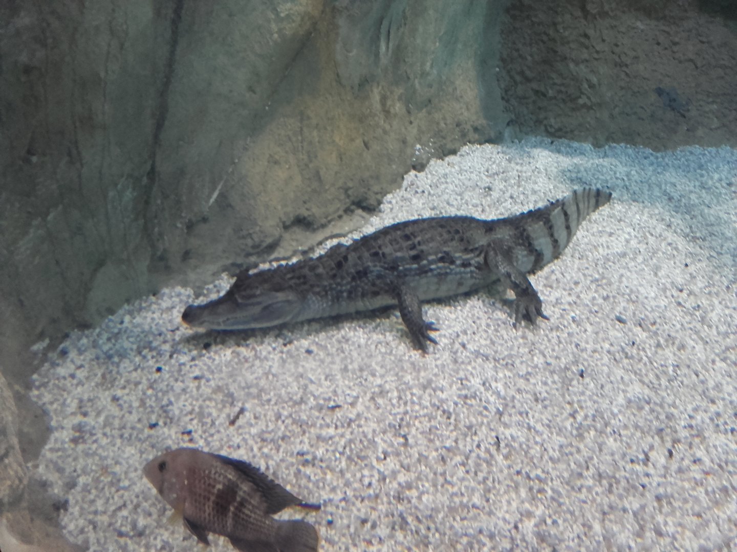 Spectacled caiman