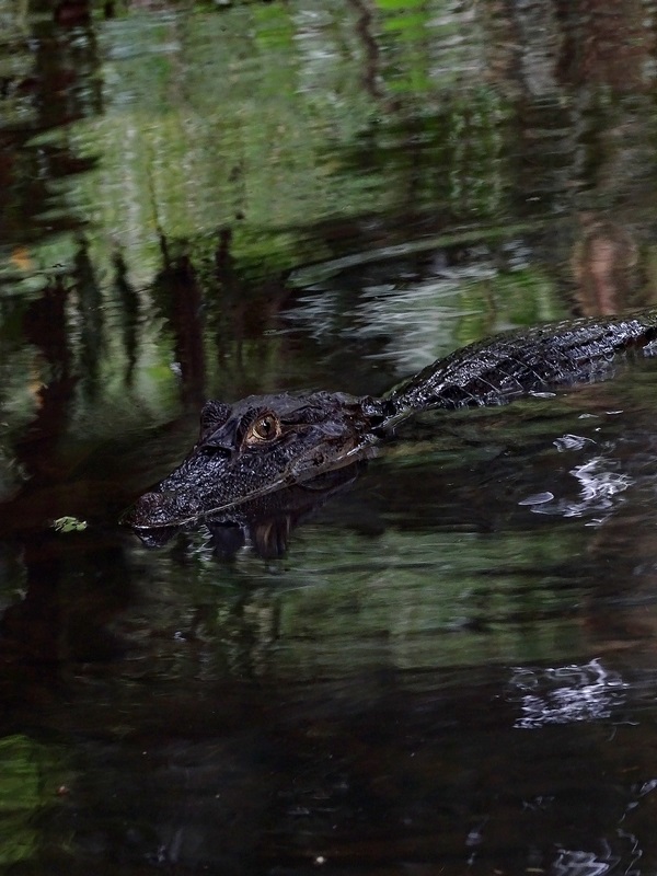 Spectacled caiman