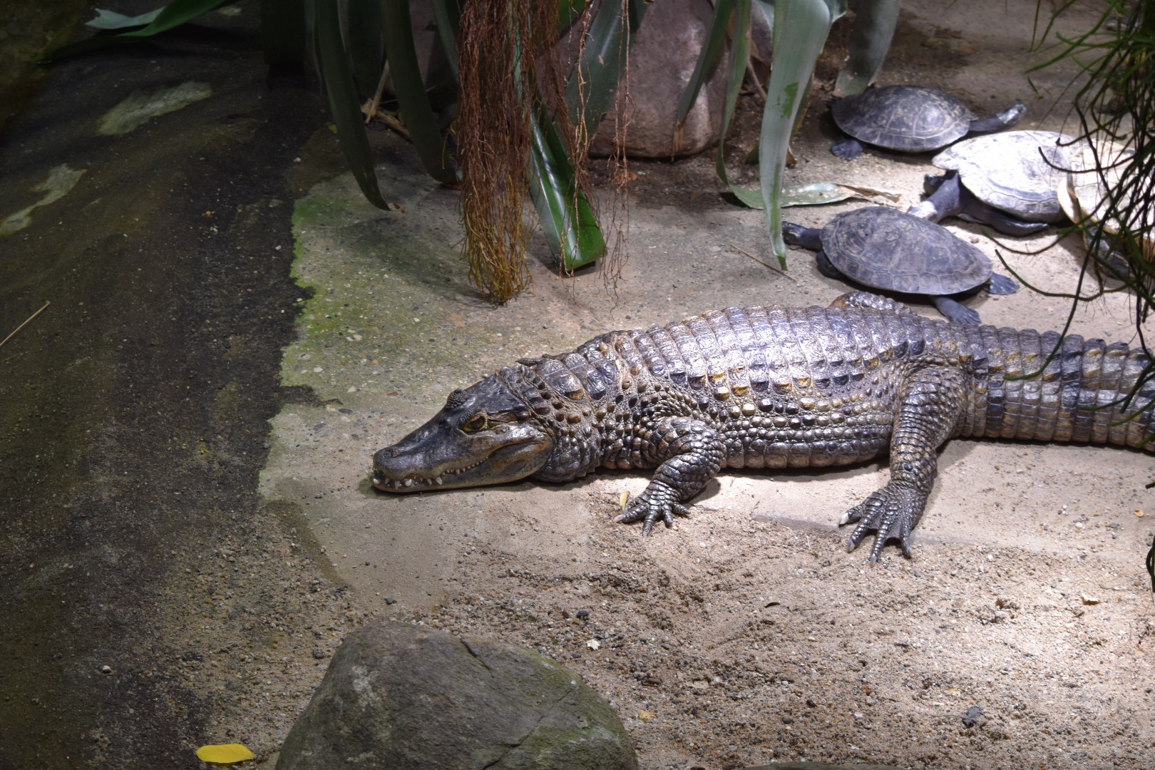 Spectacled caiman