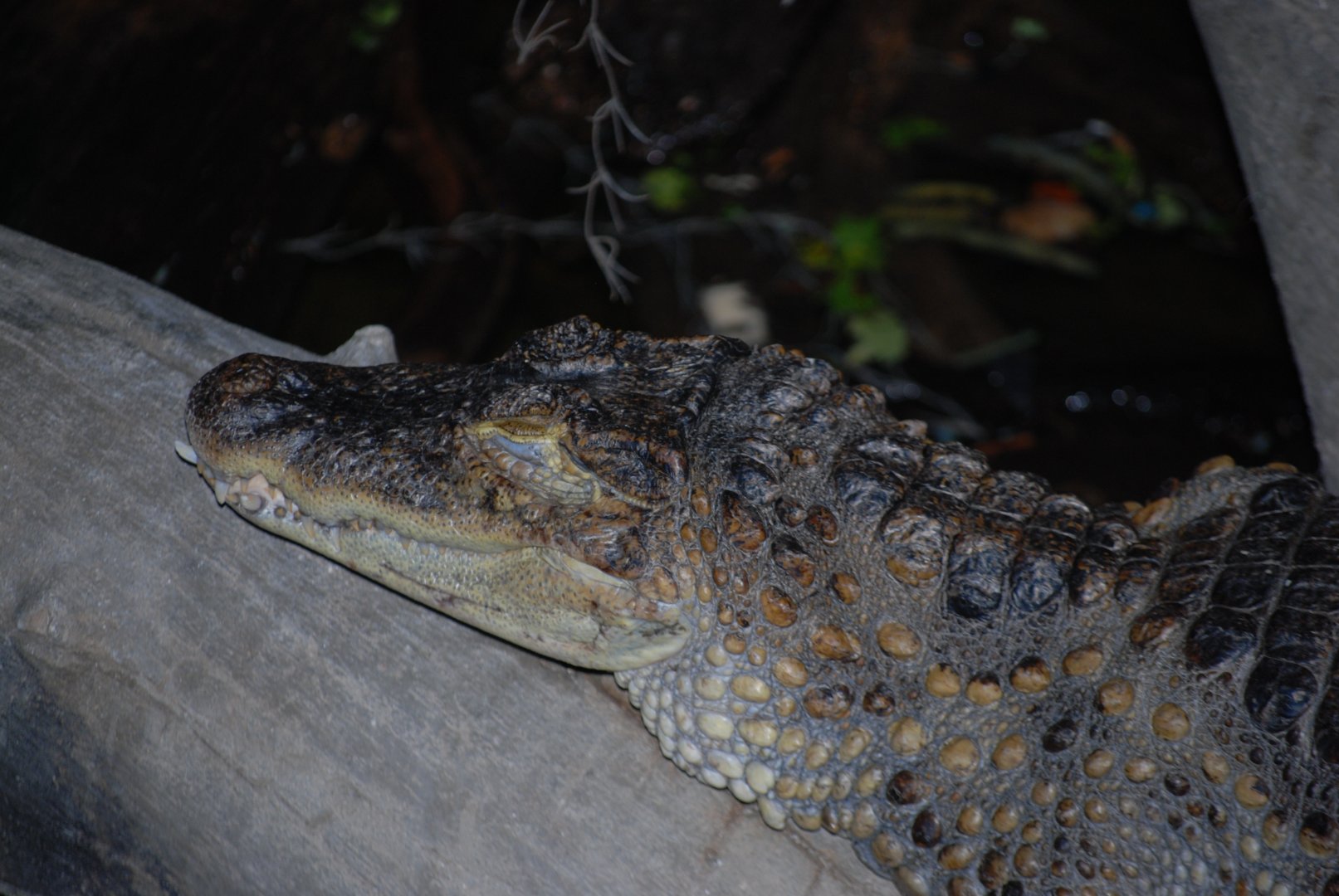 Spectacled Caiman