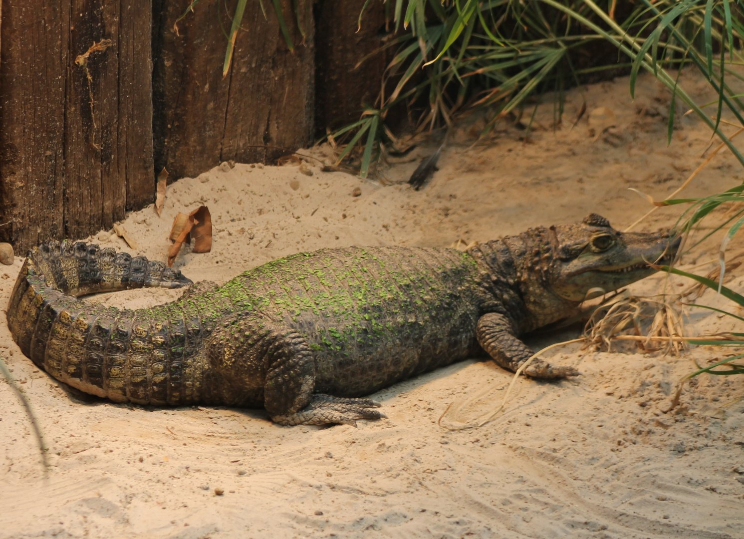 Spectacled caiman