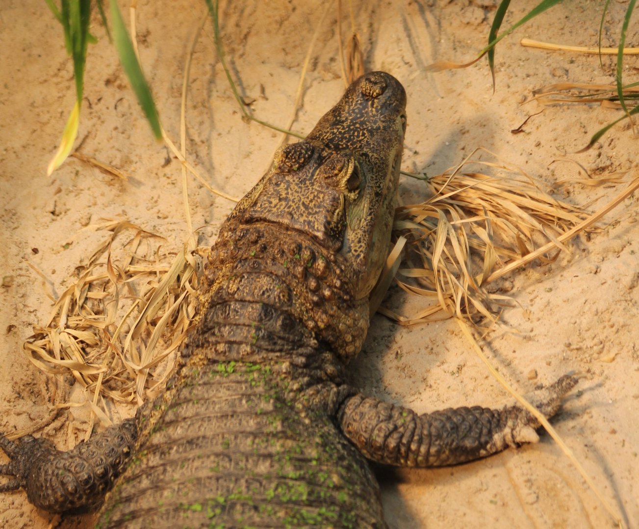 Spectacled caiman