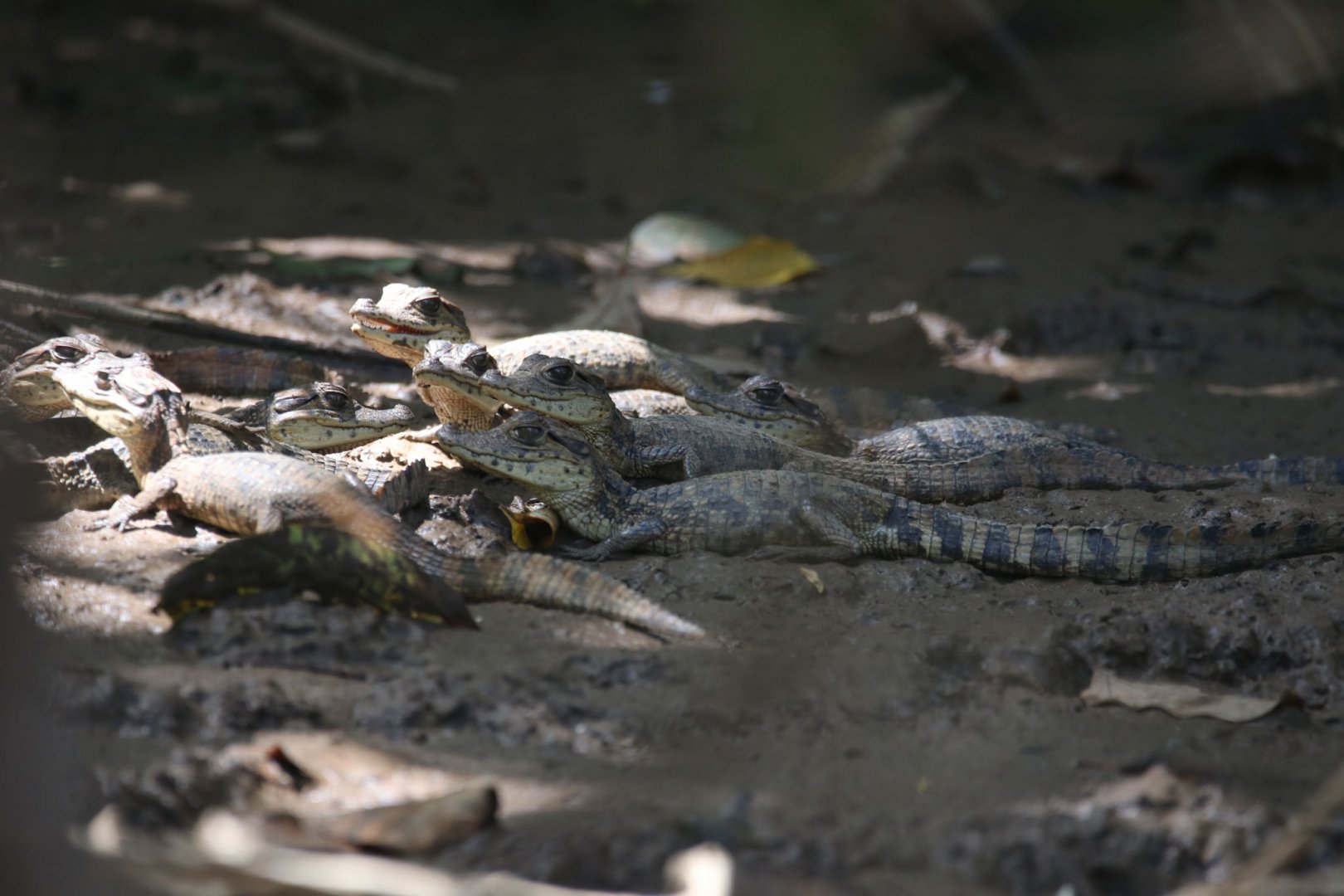 Spectacled caiman
