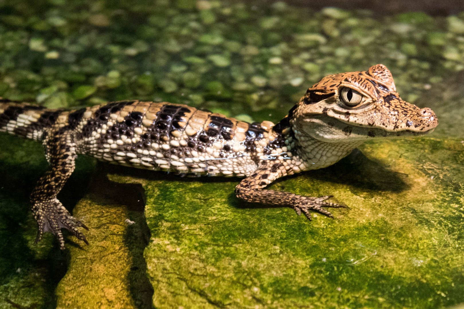 Spectacled caiman