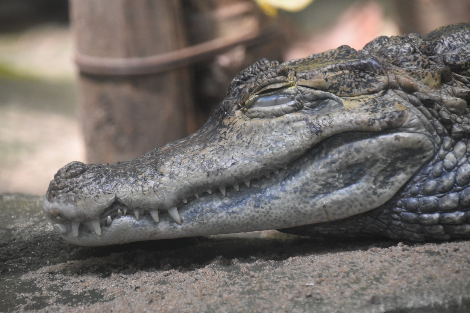 Spectacled caiman