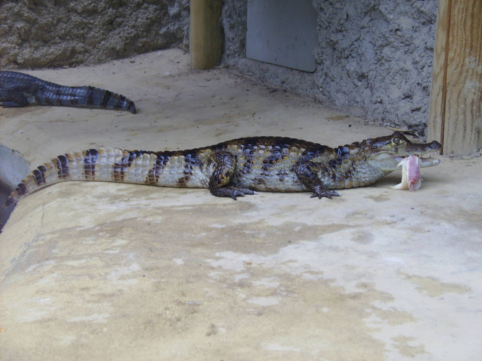 Spectacled Caiman