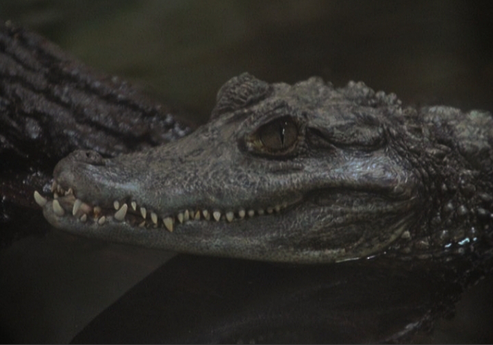 Spectacled Caiman