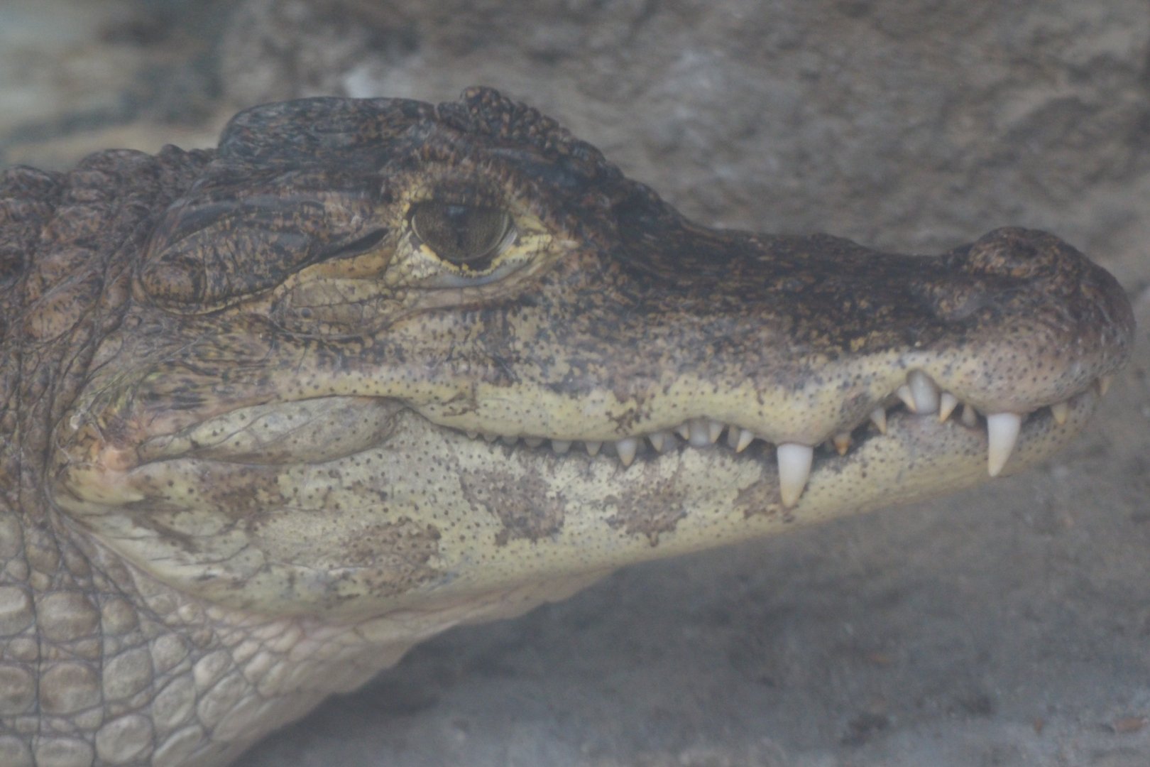 Spectacled caiman