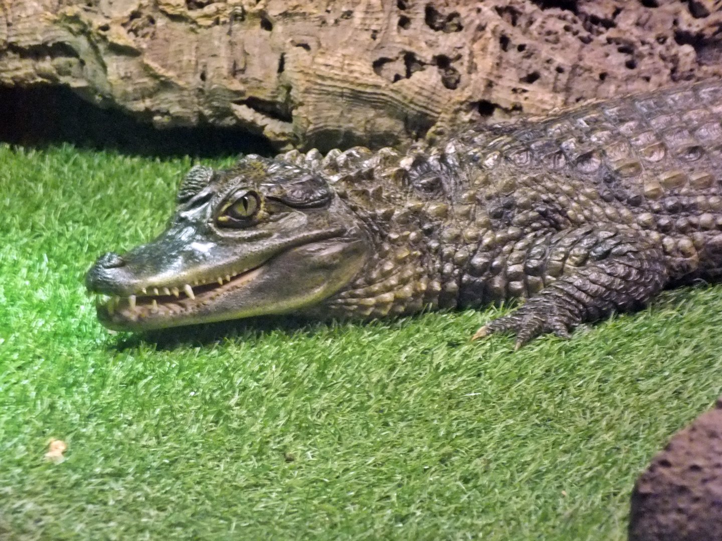 Spectacled caiman
