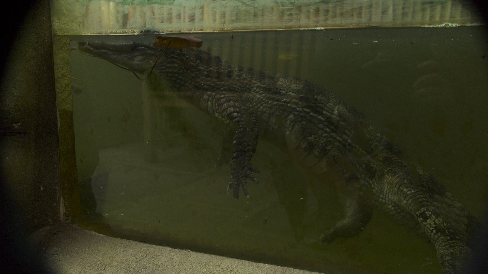Spectacled Caiman
