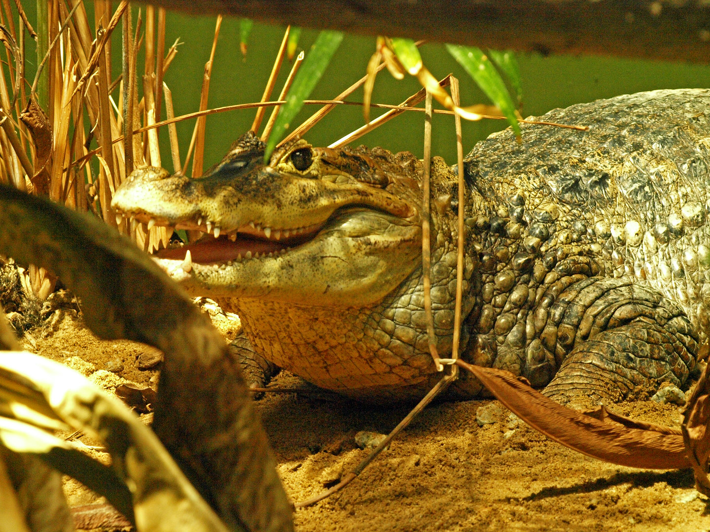 Spectacled caiman