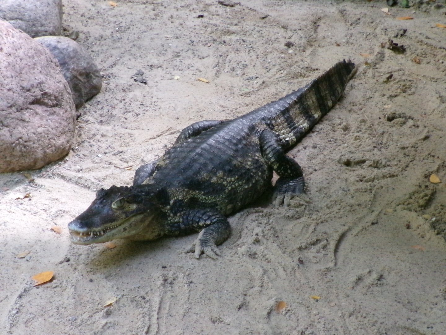 Spectacled caiman