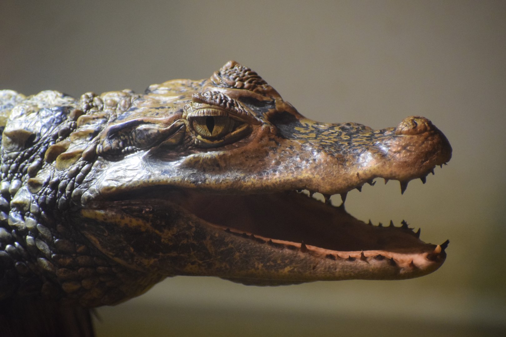 Spectacled caiman