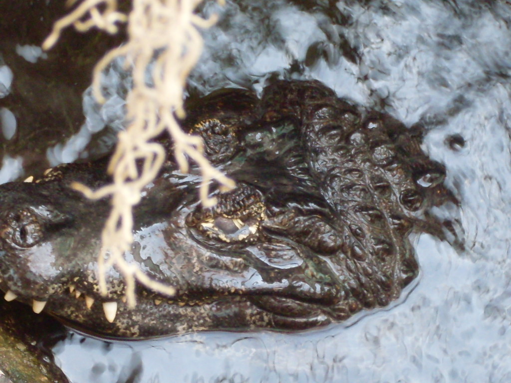 Spectacled caiman