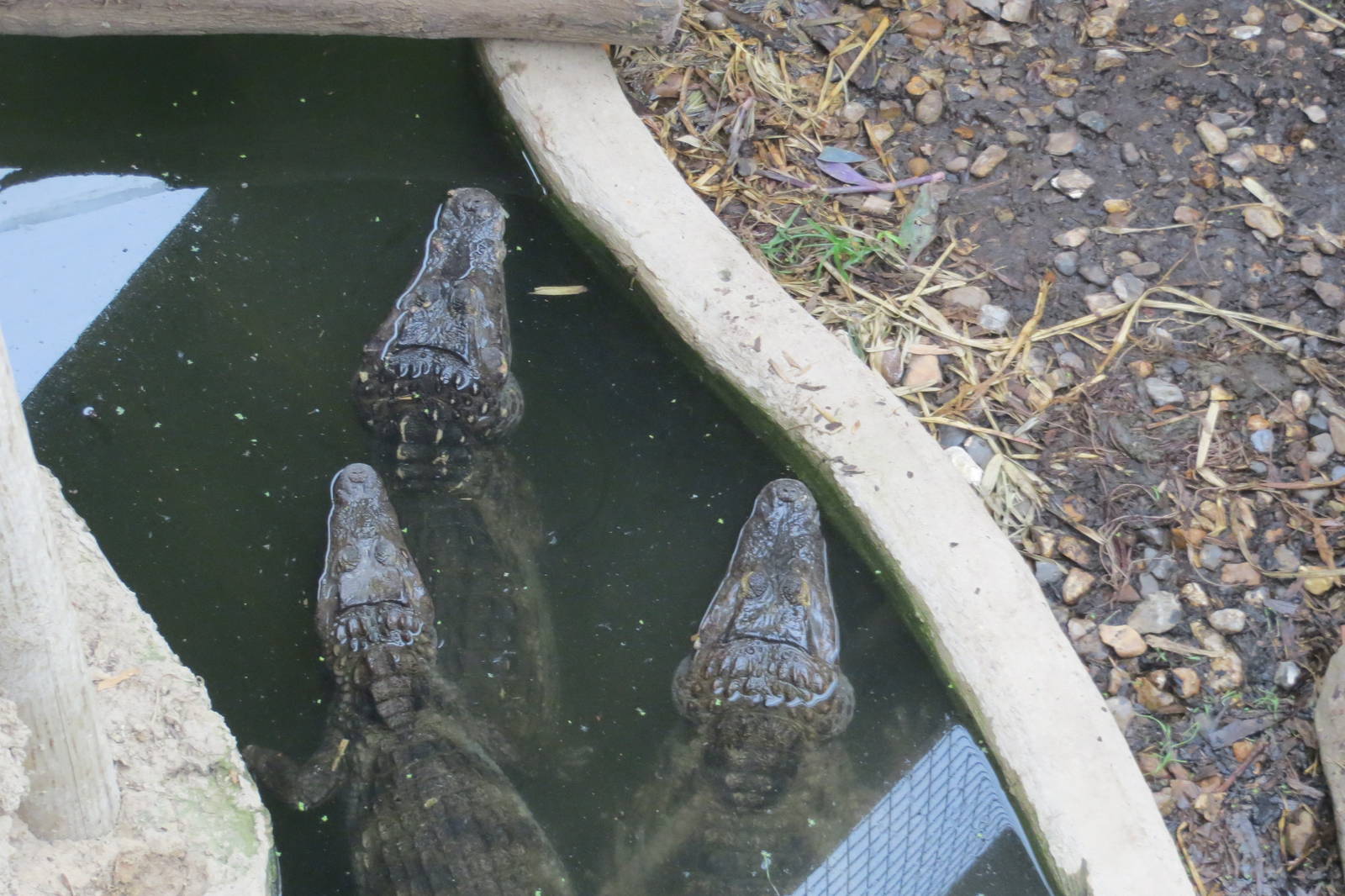 Spectacled Caimans 070515