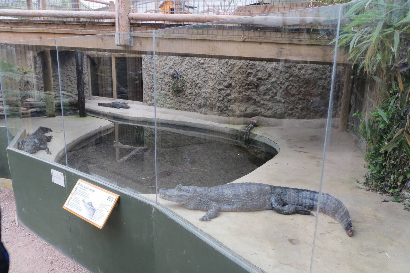 Spectacled Caimans 070515