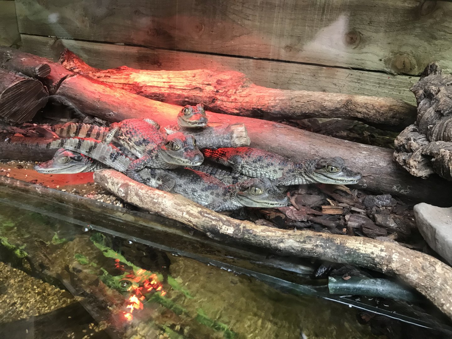 Spectacled caimans 251019