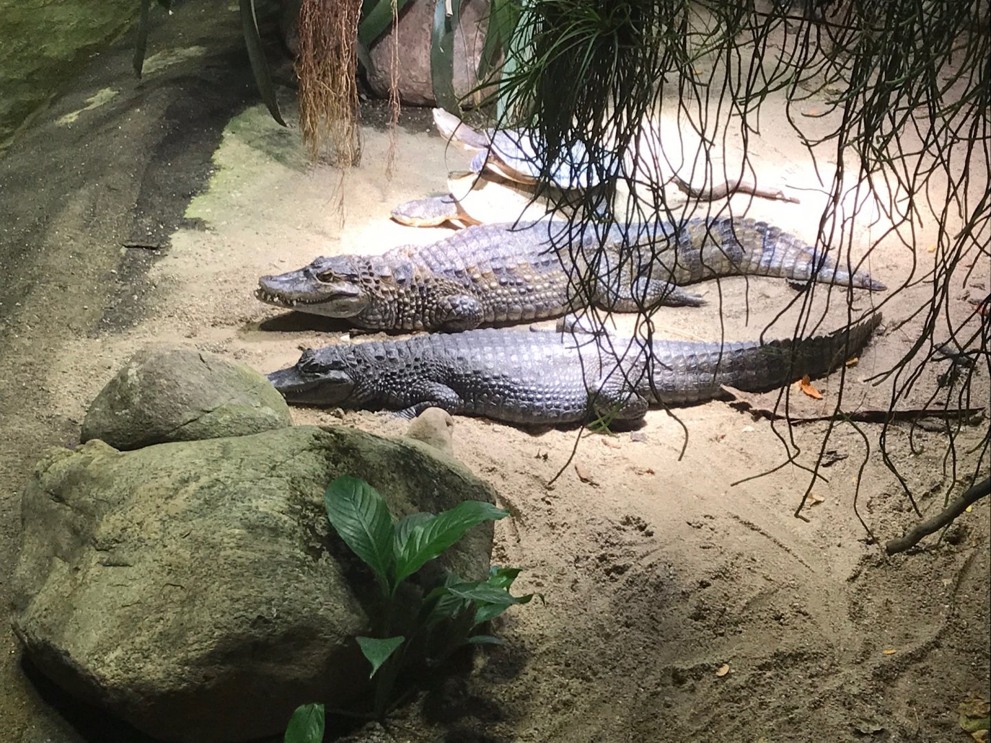 Spectacled caimans 270118