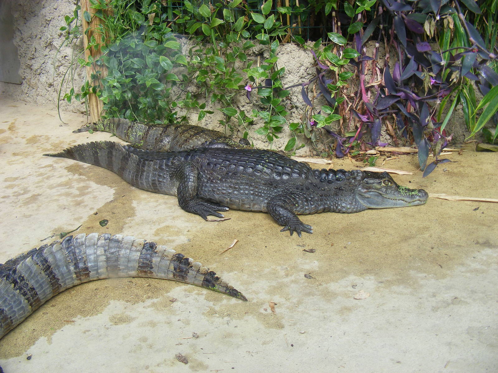 Spectacled caimans at Amazona Zoo, 15 September 2010