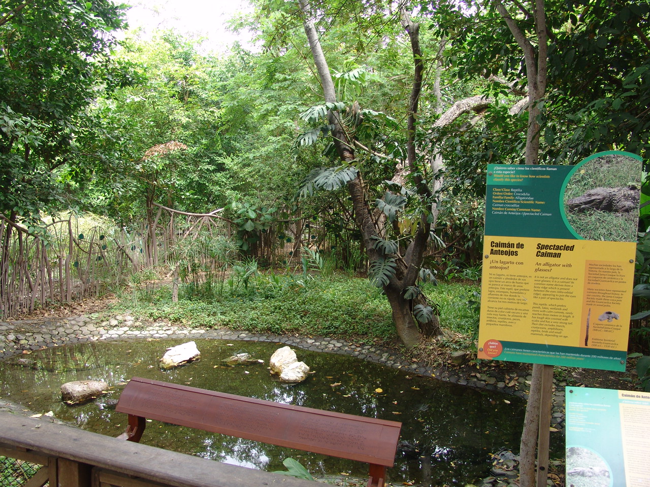Spectacled Caiman's (Caiman crocodilus) exhibit