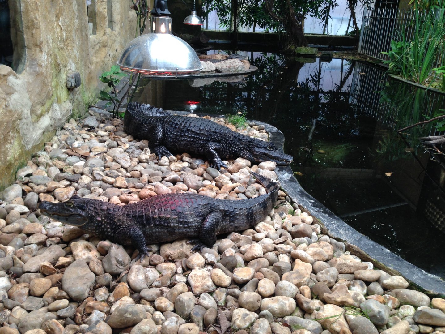 Spectacled Caimans - (Caiman crocodilus)