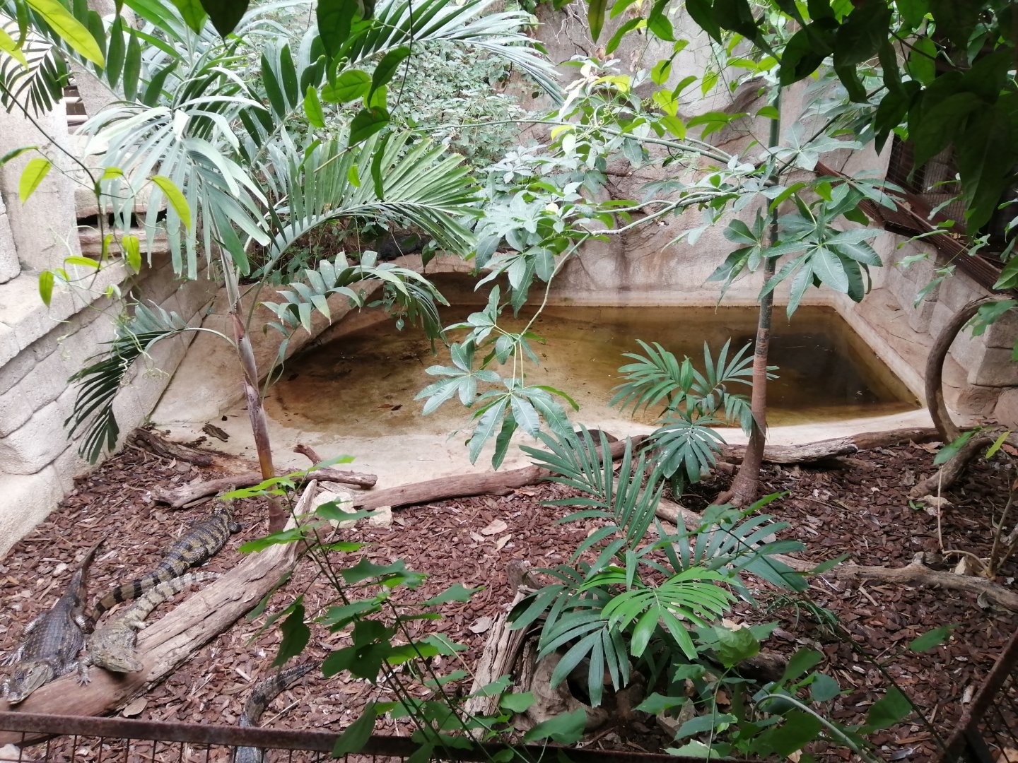Spectacled Caimans exhibit