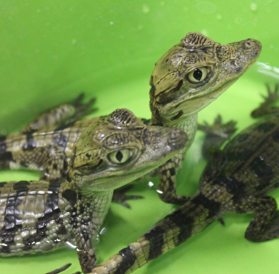 Spectacled caimans