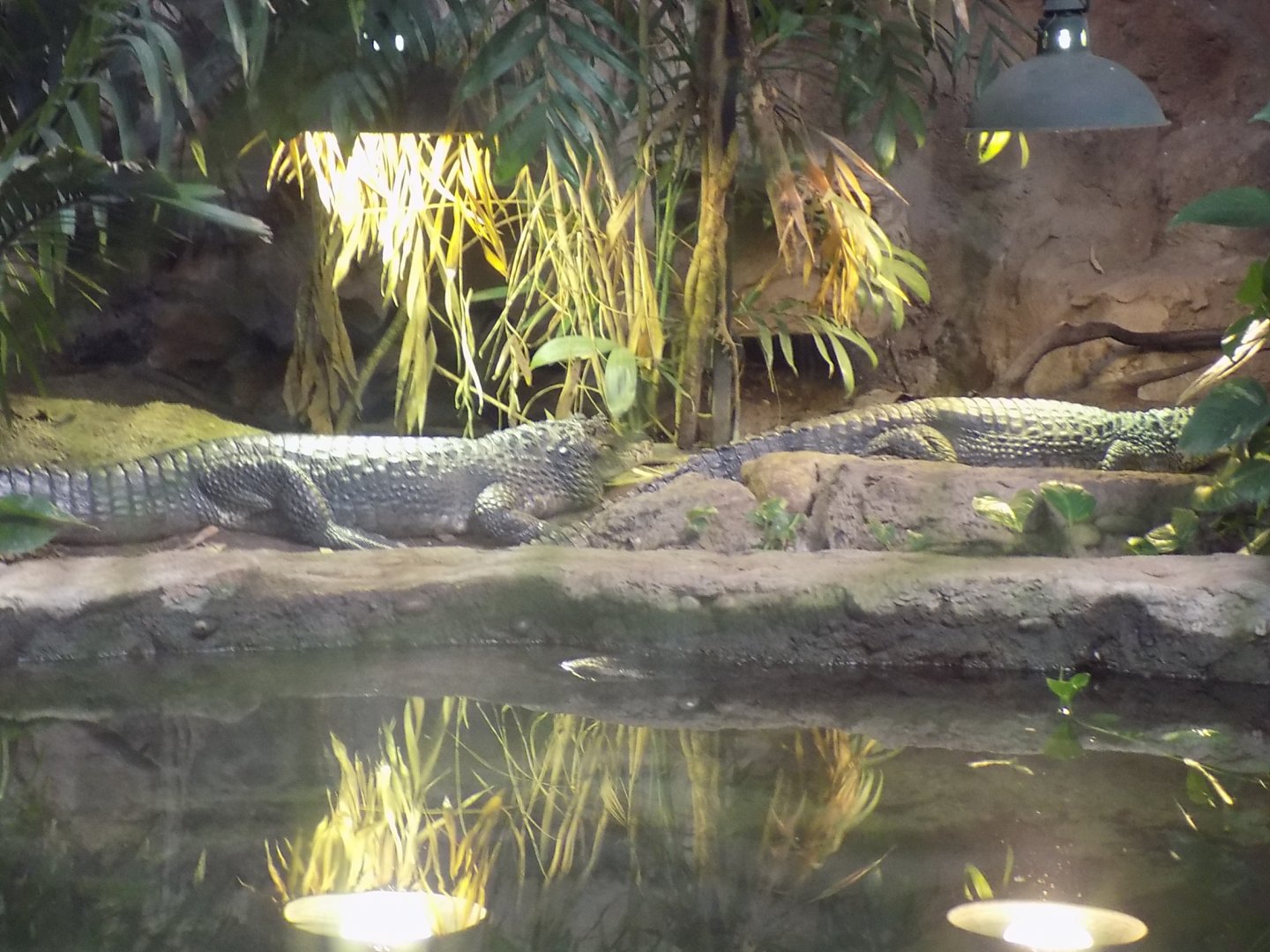 Spectacled Caimans