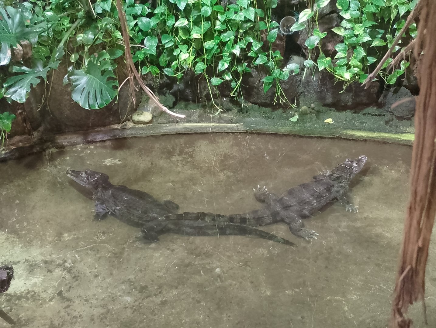 Spectacled caimans