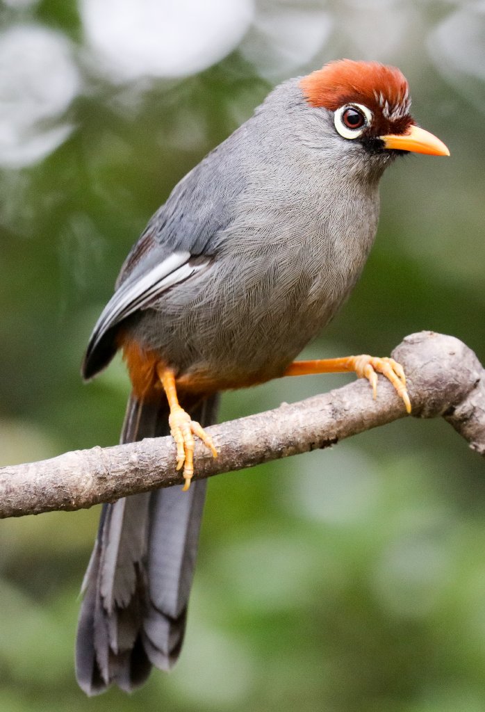 Spectacled (Chestnut-capped) Laughingthrush