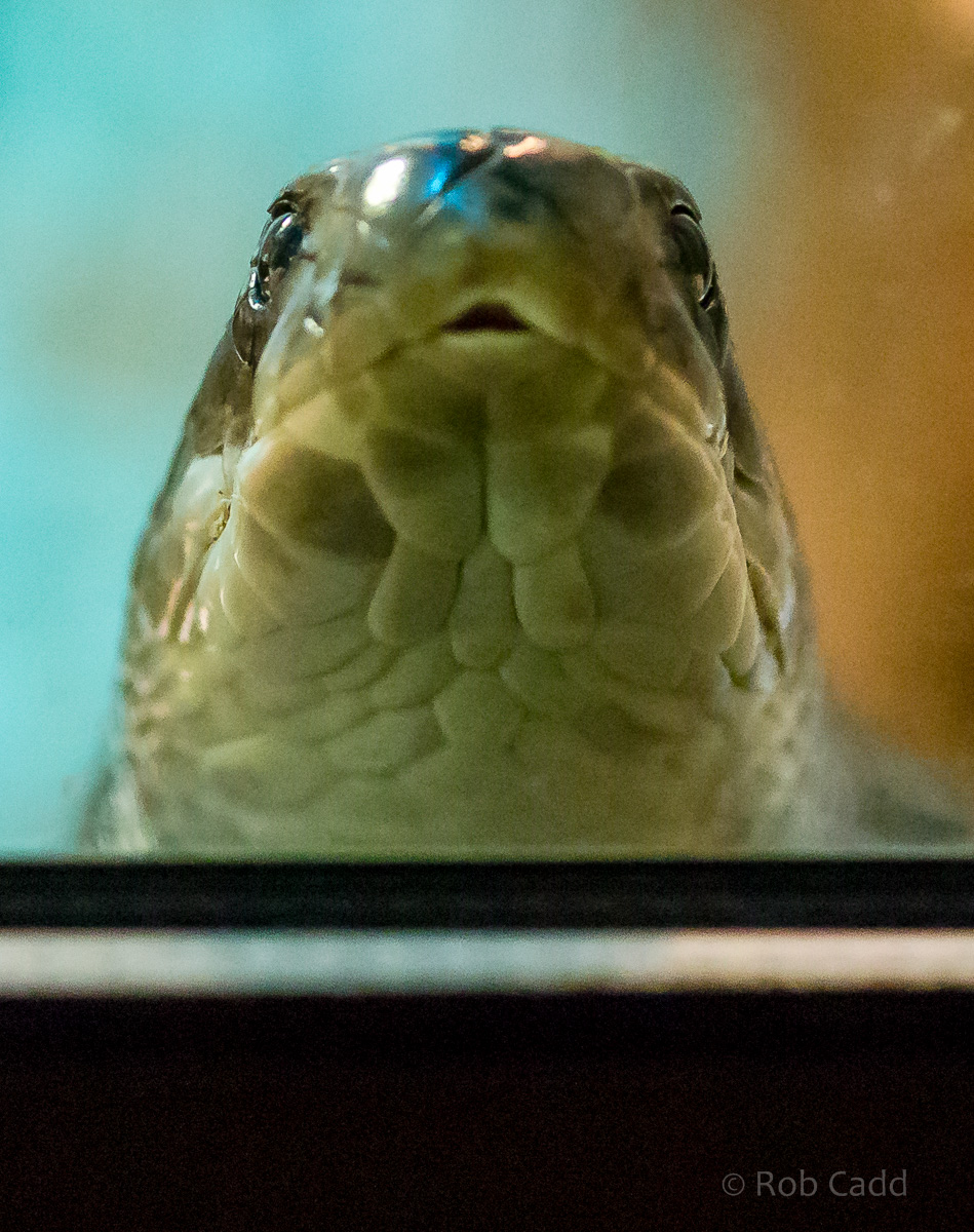 Spectacled cobra : Cotswold WP : 16 Jan 2016