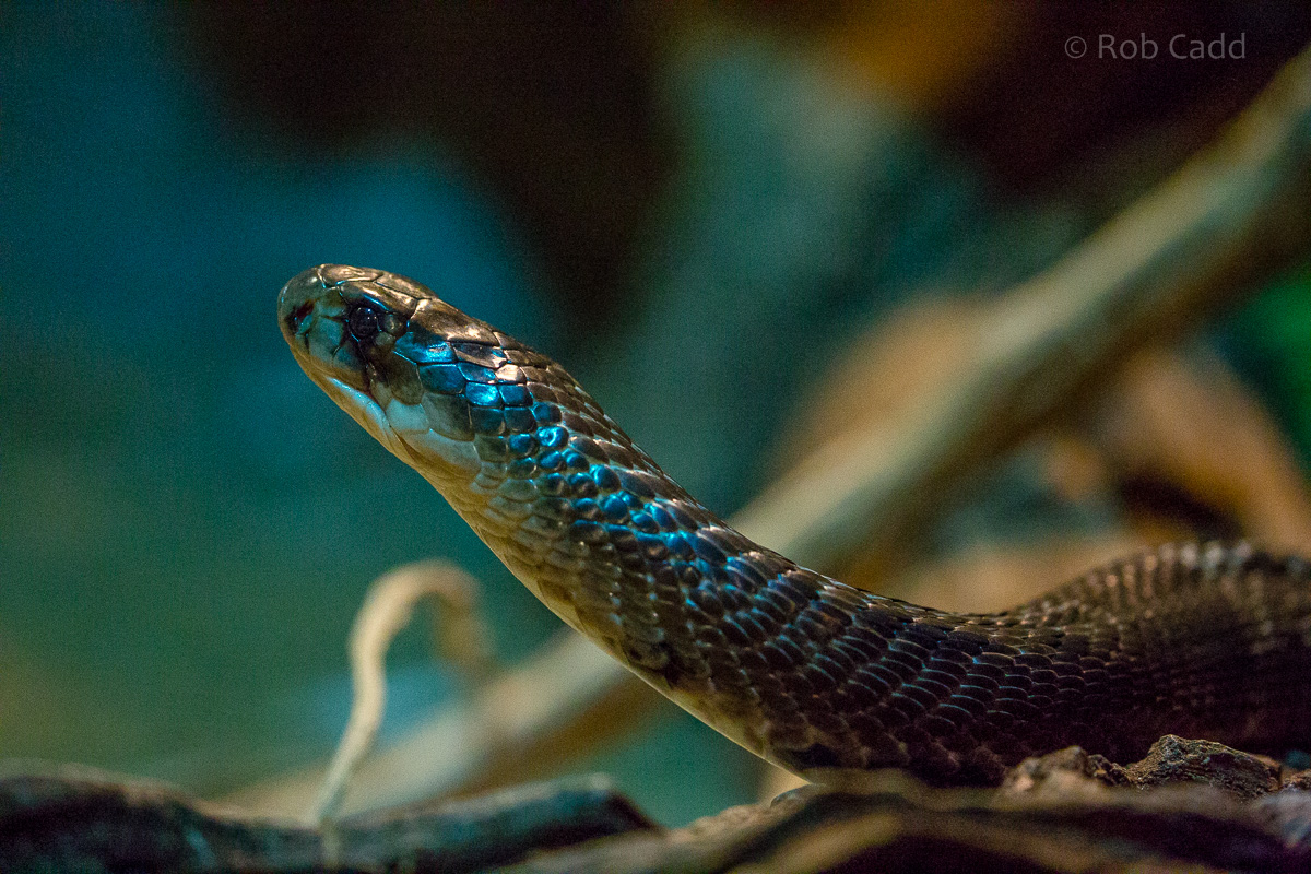 Spectacled cobra : Cotswold WP : 16 Jan 2016